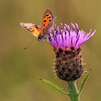 Small Copper 2 